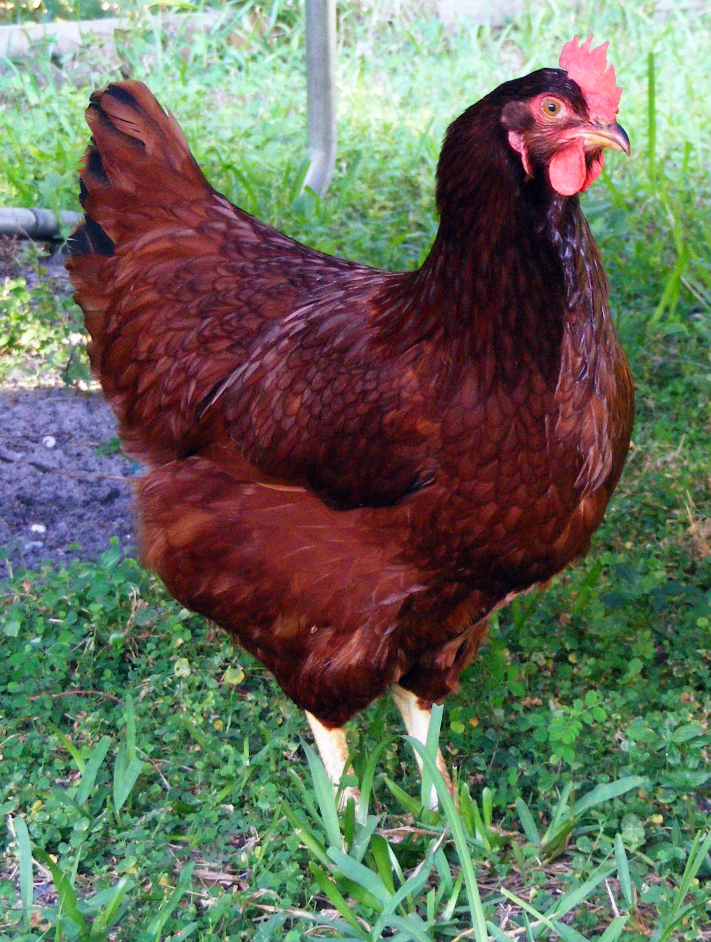 Rhode Island Red Chicken Breeds